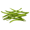 Fasolka szparagowa zielona