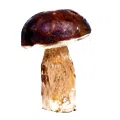 Cep Mushroom