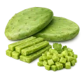 Kaktus